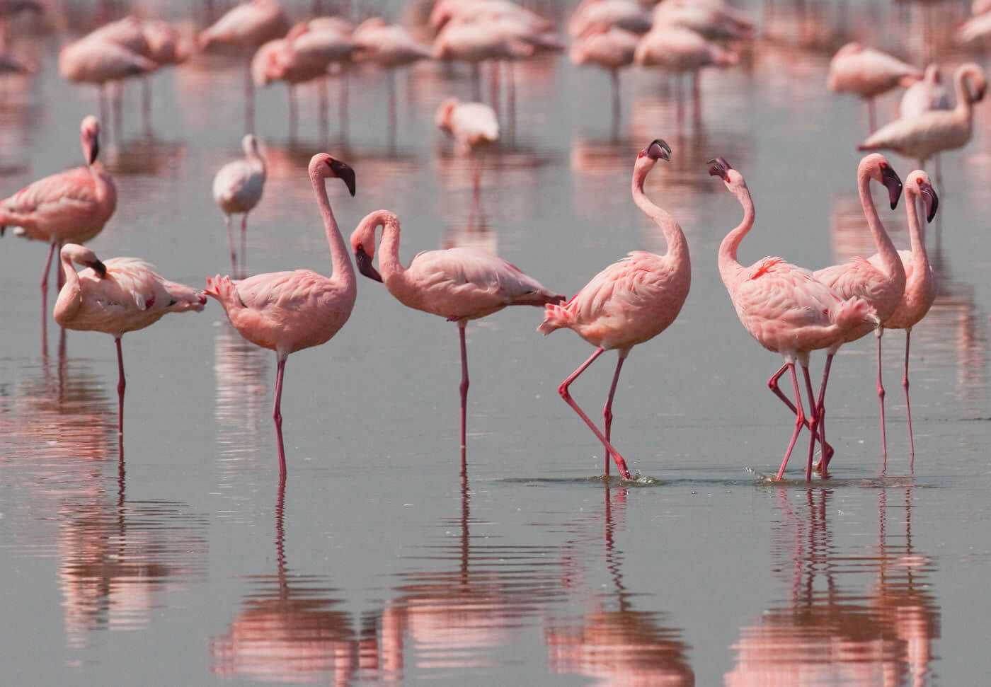 Djerba, l'ile aux flamants roses